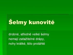 elmy kunovit drobn stedn velk elmy nemaj zataiteln