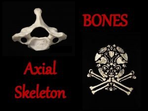 Axial skeleton