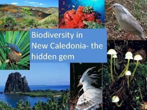 New caledonia biodiversity