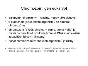 Chromozm gen eukaryot eukaryotn organismy rostliny houby ivoichov