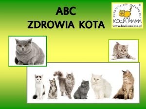 ABC ZDROWIA KOTA JAK DBA O ZDROWIE KOTA