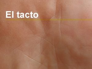 El tacto El tacto Este sentido es fundamental