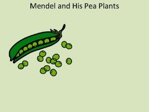 Mendel and His Pea Plants Mendel and His