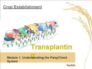 Crop Establishment Transplantin g the Palay Check Module
