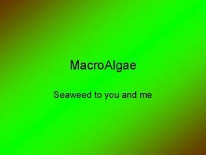 Macro Algae Seaweed to you and me aka