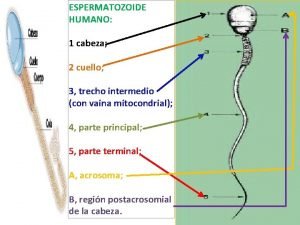 ESPERMATOZOIDE HUMANO 1 cabeza 2 cuello 3 trecho