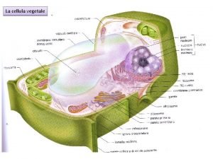 Differenza tra cellula animale e vegetale