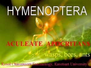 ACULEATE APOCRITANS wasps bees ants Kosol Charernsom Entomology