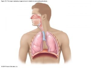 Figure 13-2 respiratory system