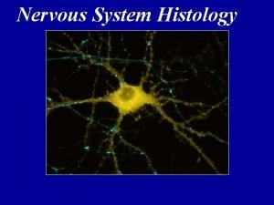Neuron cell body