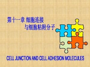 Tight Junction between two type I pneumocytes Tight