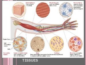 Types of tissue