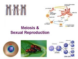 Meiosis Sexual Reproduction 2006 2007 Cell division Asexual