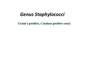 Gram positive catalase positive