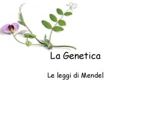 La Genetica Le leggi di Mendel La Genetica