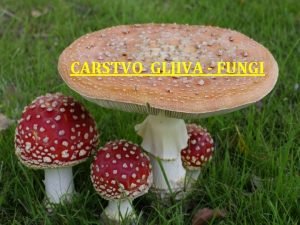 CARSTVO GLJIVA FUNGI Gljive Fungi n Odlike Jednoelijski