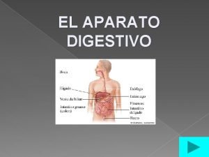 EL APARATO DIGESTIVO Qu es el aparato digestivo