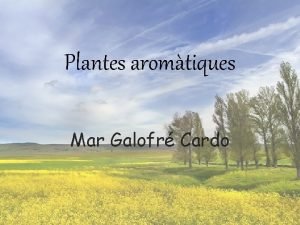 Plantes aromtiques Mar Galofr Cardo SLVIA Nom com