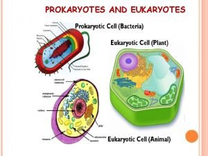 The oldest prokaryote is/are: