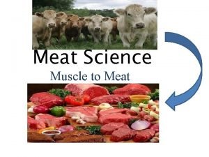 Meat Science Muscle to Meat What is Meat