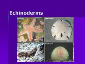 Echinoderm facts