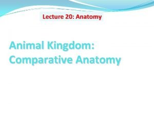 Lecture 20 Anatomy Animal Kingdom Comparative Anatomy What