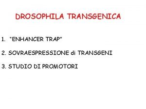 Enhancer trap drosophila