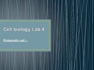 Cell biology Lab 4 Prokaryotic cell A prokaryotic