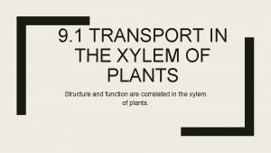 Xylem passive transport