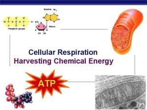 Cellular Respiration Harvesting Chemical Energy ATP Regents Biology