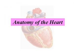 Heart border anatomy