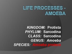 Amoeba classification kingdom
