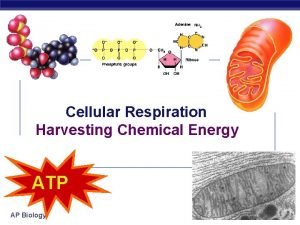 Cellular respiration ap biology