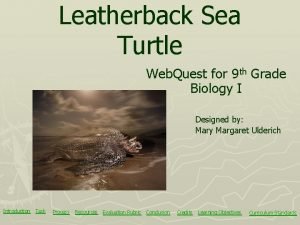 Leatherback sea turtle biome