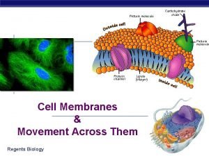 Cell Membranes Movement Across Them Regents Biology 2006