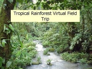 Rainforest virtual field trip