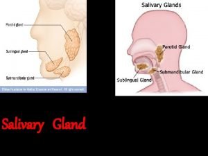 Salivary Gland Parotid Gland Submandibular gland Sublingual gland