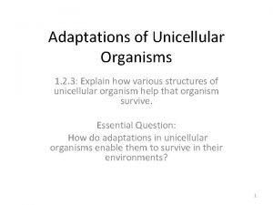 Adaptations of unicellular organisms