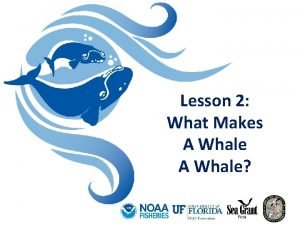 Lesson 2 What Makes A Whale Whales are