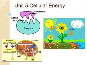 Enzyme features