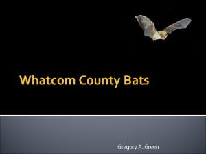 Whatcom County Bats Gregory A Green Whatcom County