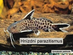 Hnzdn parazitismus Synodontis petricola Definice Rozmnoovac strategie nkterch