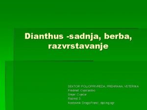 Dianthus sadnja berba razvrstavanje SEKTOR POLJOPRIVREDA PREHRANA VETERINA