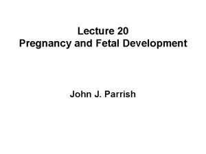 Lecture 20 Pregnancy and Fetal Development John J