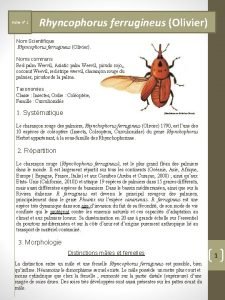 Fiche n 1 Rhyncophorus ferrugineus Olivier Nom Scientifique