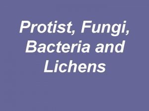 Protist Fungi Bacteria and Lichens Kingdom Monera bacillus