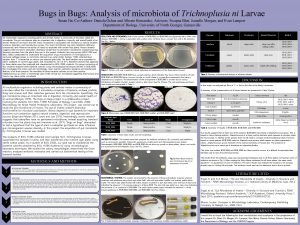 Bugs in Bugs Analysis of microbiota of Trichnoplusia