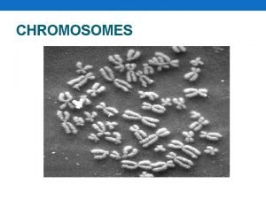 CHROMOSOMES What Exactly is a Chromosome Chromosomes are
