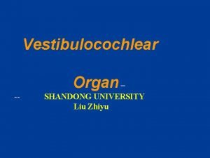 Vestibulocochlear Organ SHANDONG UNIVERSITY Liu Zhiyu The Vestibulocochlear