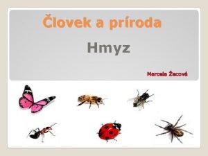 lovek a prroda Hmyz Marcela ecov Ferko a